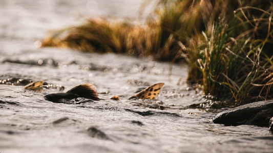 Nervous Water – Fly Fishing Film, 4K Remaster (Digital Download)